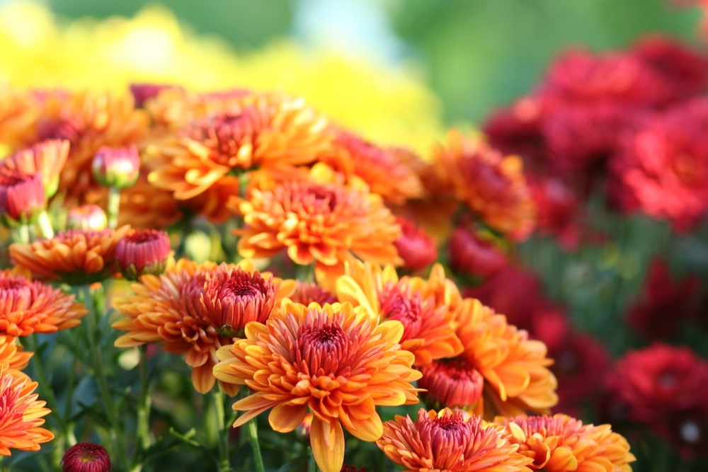 Fall Tour & Take: Mums